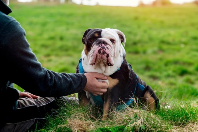 pensione cani consigli