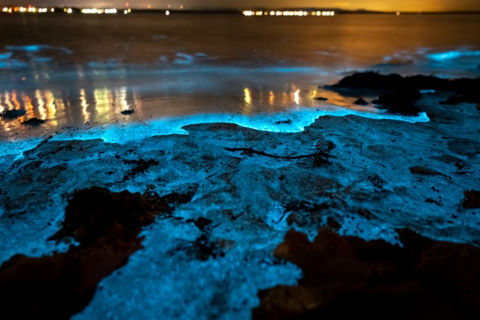  spiagge bioluminescenti