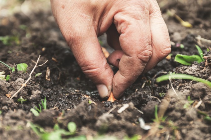 cosa piantare ad ottobre