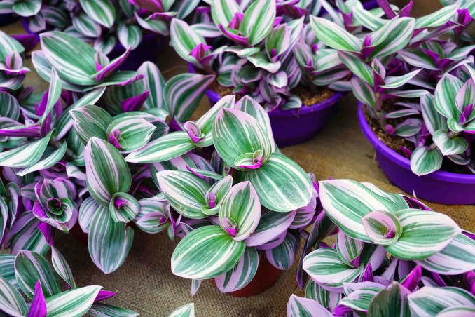 pianta della miseria