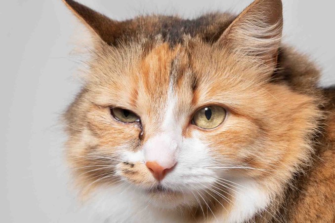 Gatto con occhio chiuso