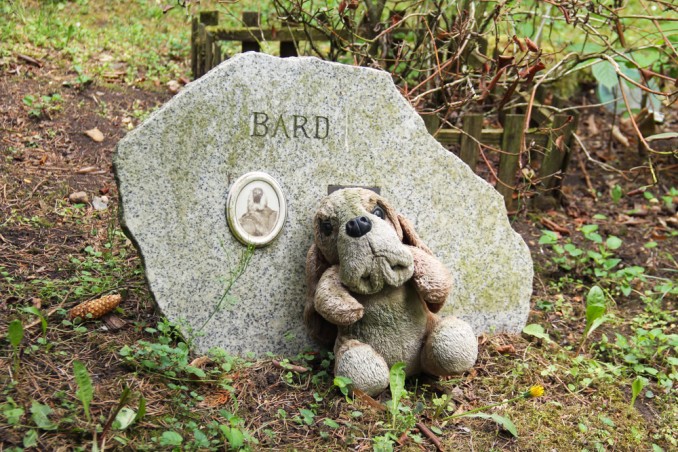 Perdita animale domestico