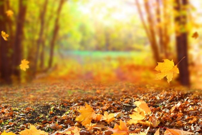 foglie autunnali frasi