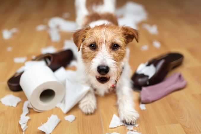 Masticativi pericolosi