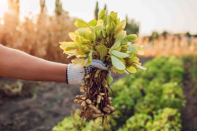 pianta di arachidi