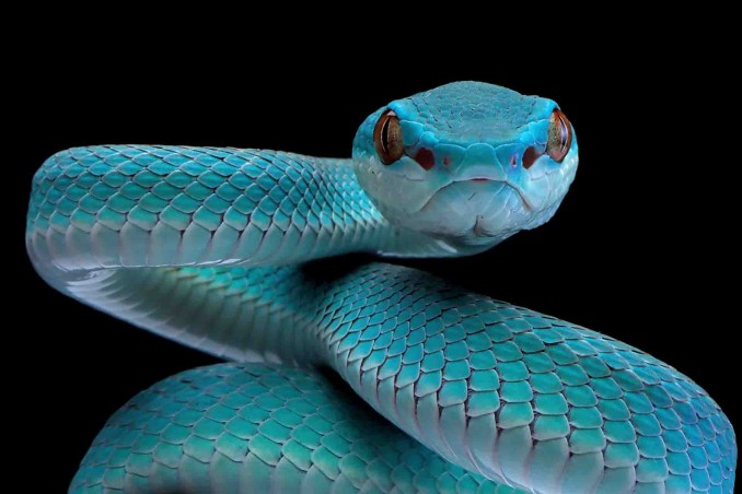 sognare un serpente
