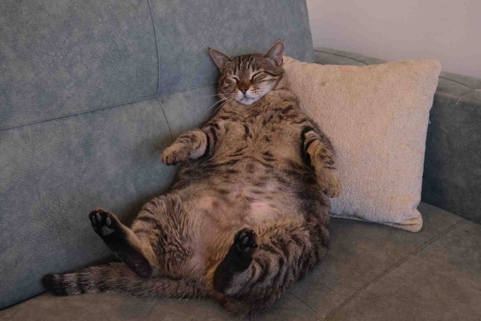 gatto grasso