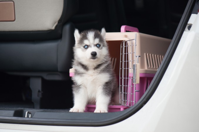 Cane nel trasportino