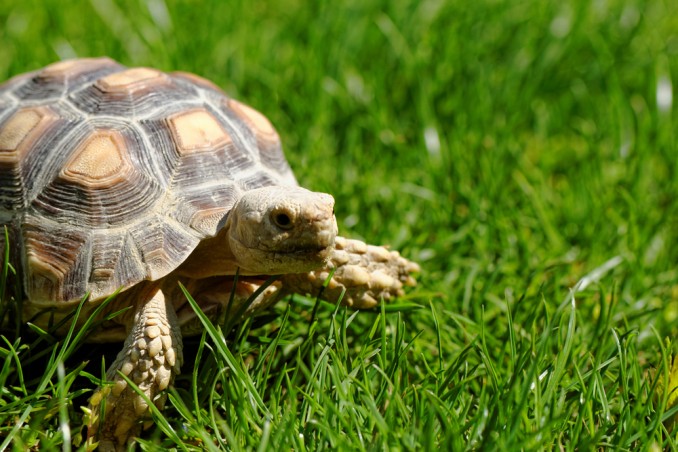 tartarughe