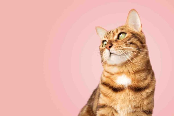 Fino a che età crescono i gatti?