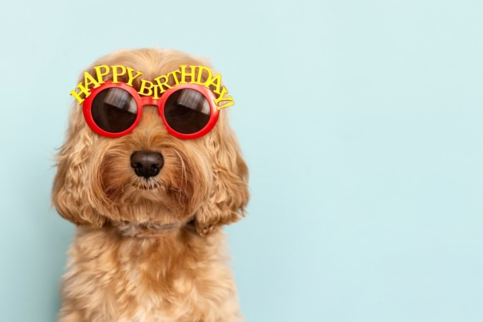Compleanno cane