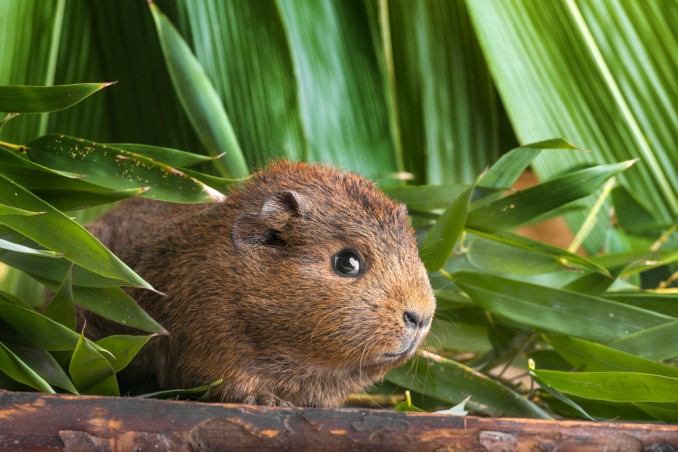 Agouti