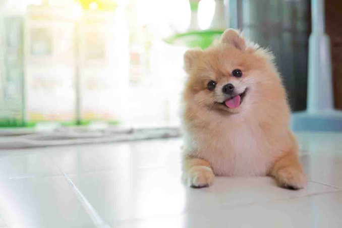 volpino di Pomerania