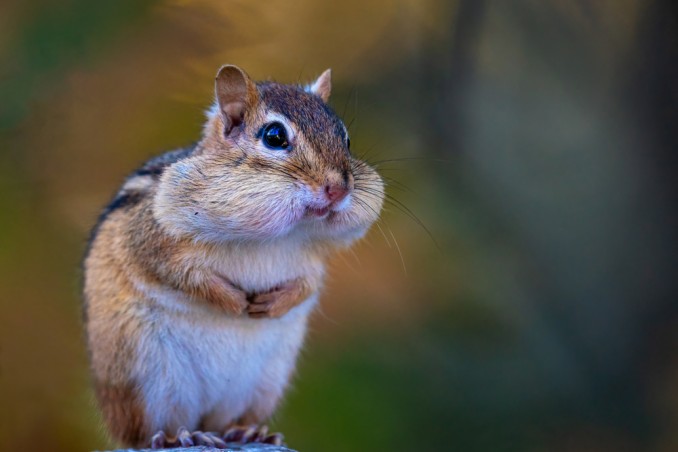 chipmunk