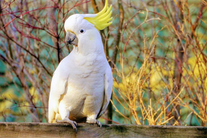 cacatua