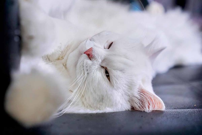 Perché il gatto vuole le coccole di notte?