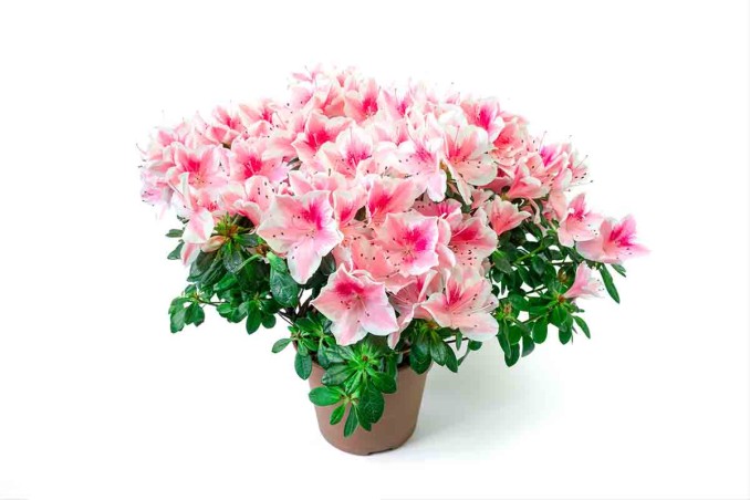 azalea dell'Airc