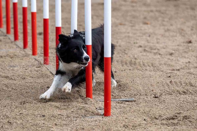 agility dog 