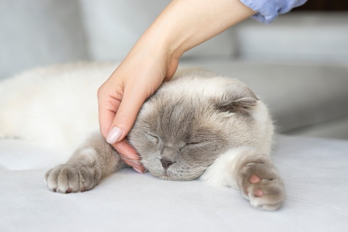 gatti motivi passione 