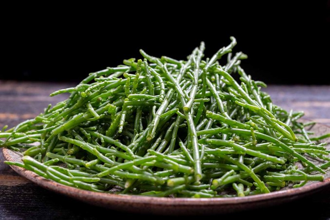 salicornia