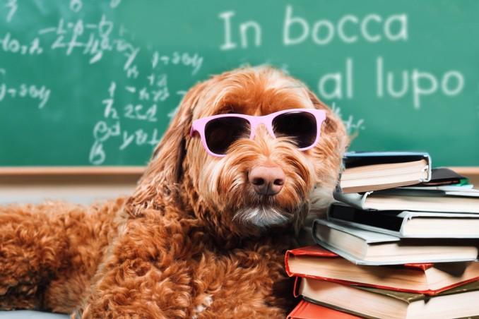 in bocca al lupo per gli esami di maturità immagini, in bocca al lupo per gli esami di maturità