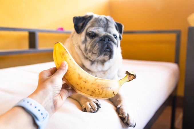 cane con banana