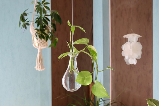 piante appese senza terra, piante appese