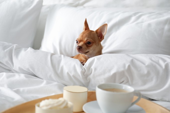 hotel pet friendly