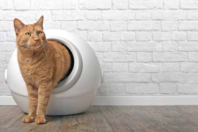 lettiera autopulente