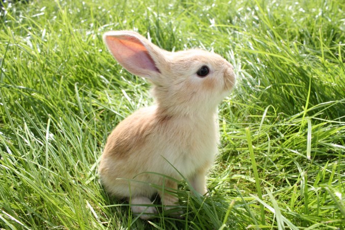 Coniglio