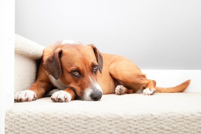 cane non vuole uscire