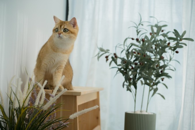 gatto a casa da solo