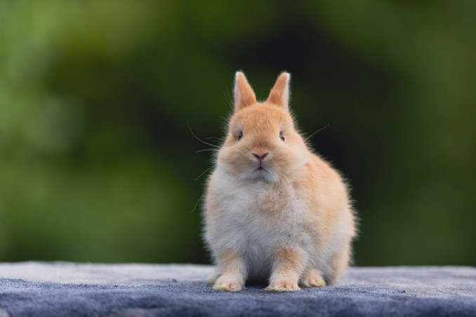 coniglio nano