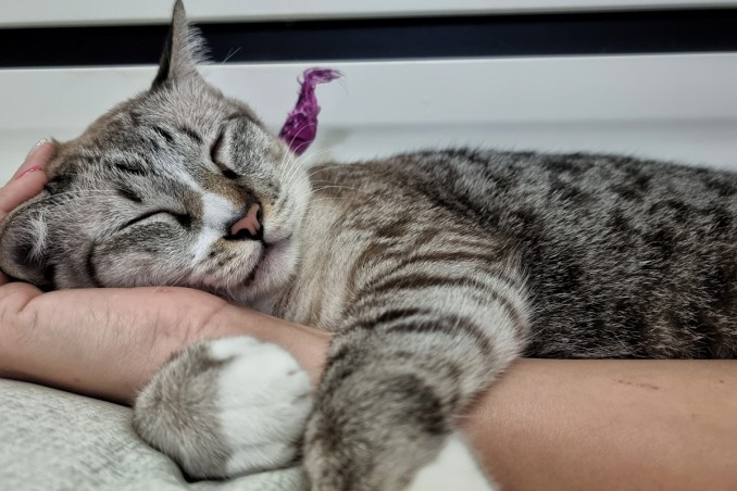 Come capire che un gatto ti ha scelto