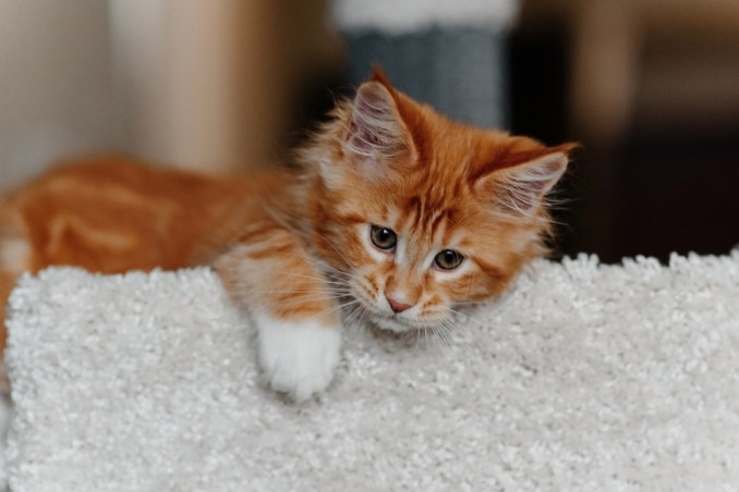 Comportamento gatto