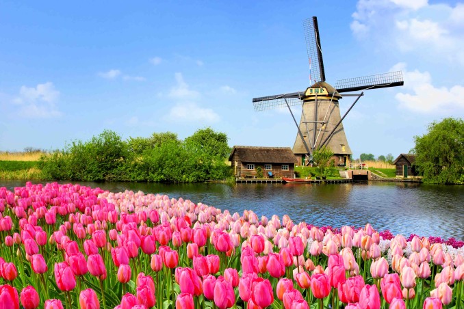 Fioritura dei tulipani in Olanda