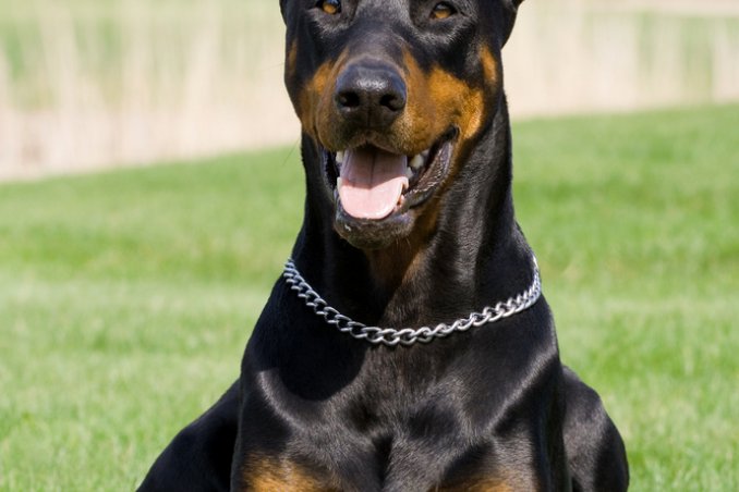 Dobermann, cane, descrizione